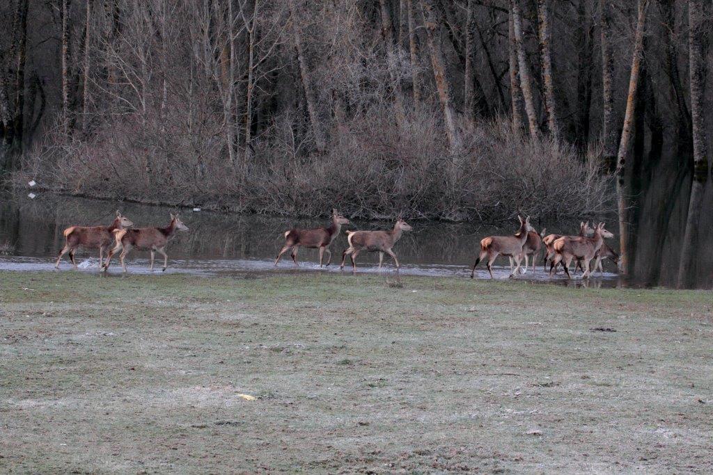 Branco di cervi si abbevera all''alba